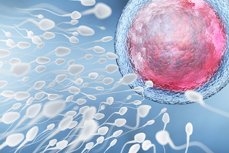 Spermie a vajíčko | Foto: Shutterstock