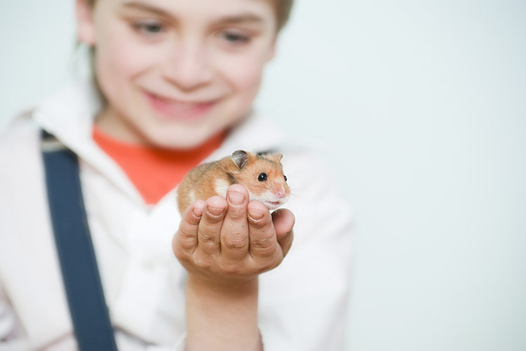 Křeček jako domácí zvířátko pro děti | Foto: Shutterstock