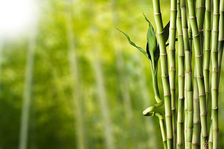 Bambus pro výrobu oblečení | Foto: Shutterstock